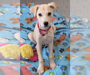 Labrador Retriever-Unknown Mix Dogs for adoption in Greenville, IL, USA