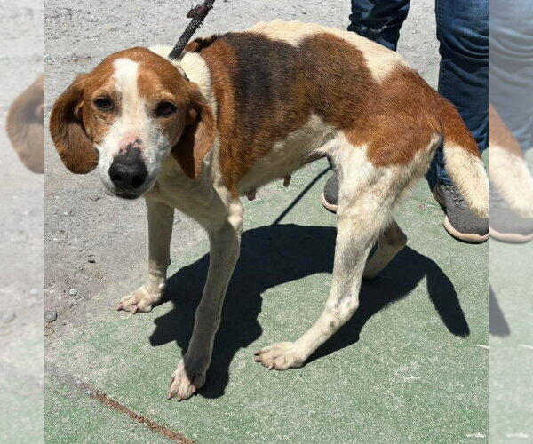 Medium Photo #1 Mutt Puppy For Sale in Rustburg, VA, USA