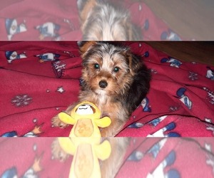 Yorkshire Terrier Puppy for sale in MEQUON, WI, USA