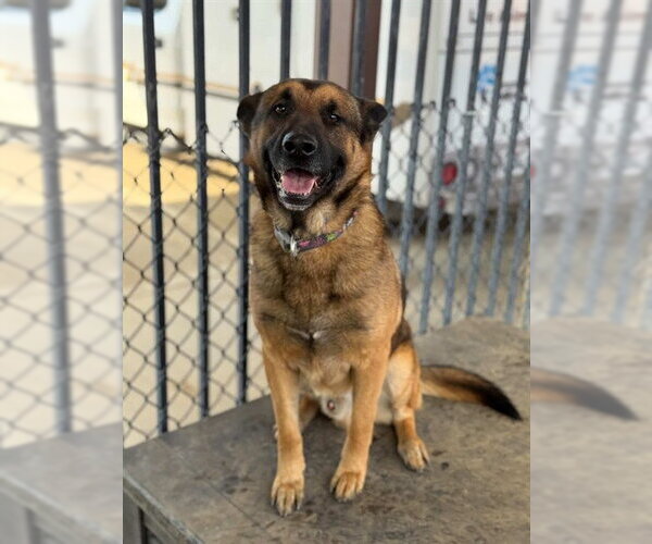 Medium Photo #1 German Shepherd Dog Puppy For Sale in Riverside, CA, USA