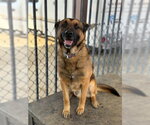 Small German Shepherd Dog