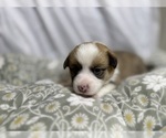 Small #4 Pembroke Welsh Corgi