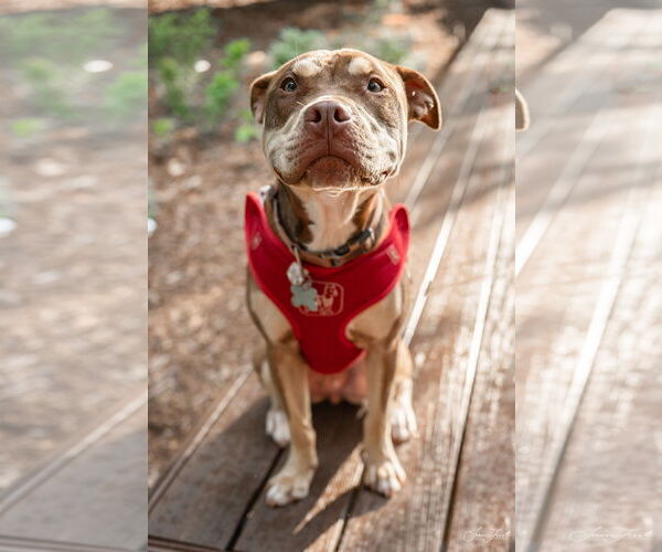 Medium Photo #7 Mutt Puppy For Sale in Holly Springs, NC, USA