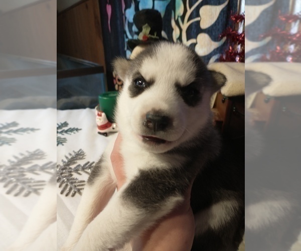 Medium Photo #21 Siberian Husky Puppy For Sale in DANBY, VT, USA
