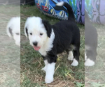 Small Photo #4 Sheepadoodle Puppy For Sale in KATY, TX, USA