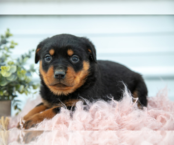 Medium Photo #29 Rottweiler Puppy For Sale in BRYANT, IN, USA