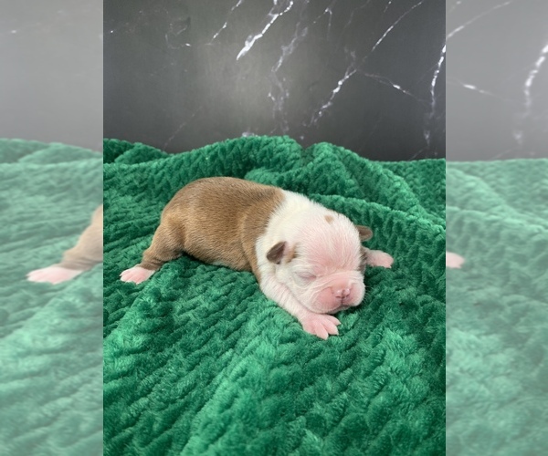 Medium Photo #73 Boston Terrier Puppy For Sale in TULARE, CA, USA