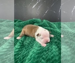 Small Photo #73 Boston Terrier Puppy For Sale in TULARE, CA, USA