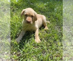 Labrador Retriever Puppy for Sale in FALMOUTH, Virginia USA