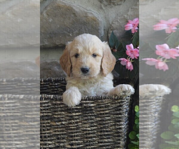 Medium Photo #1 Goldendoodle Puppy For Sale in MIFFLINBURG, PA, USA