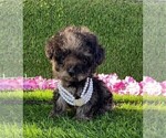 Small #7 Poodle (Toy)