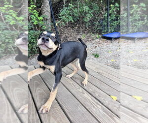 Mutt Dogs for adoption in Elmsford, NY, USA