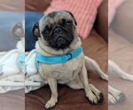 Small #1 Pug