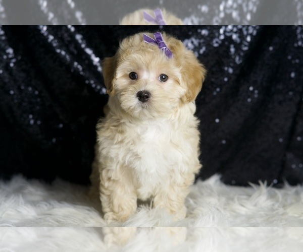 Medium Photo #5 Maltipoo Puppy For Sale in WARSAW, IN, USA