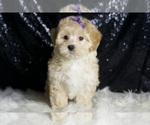 Small #4 Maltipoo