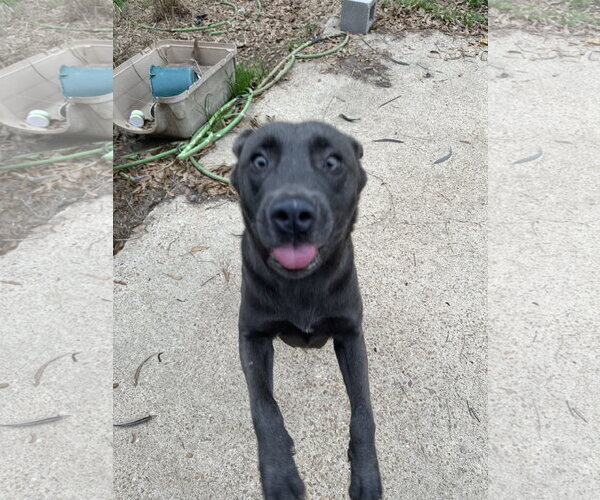 Medium Photo #3 Labrador Retriever-Unknown Mix Puppy For Sale in Jackson, MS, USA