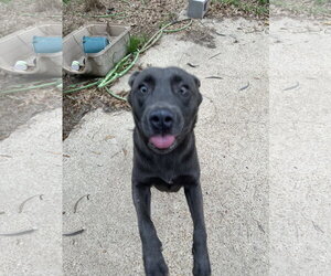 Teddy - Male Labrador Retriever-Unknown Mix Dog for Adoption - Photo #3