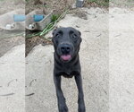 Small #2 Labrador Retriever Mix