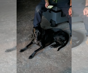 German Shorthaired Pointer Dogs for adoption in GLOUCESTER, VA, USA