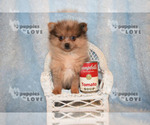 Small Photo #9 Pomeranian Puppy For Sale in SANGER, TX, USA