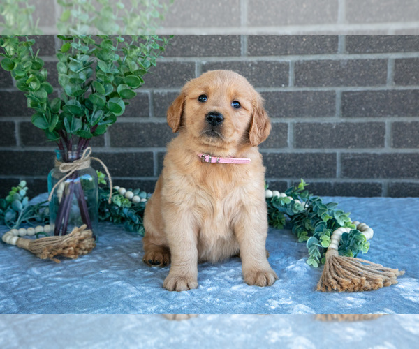 Medium Photo #1 Golden Retriever Puppy For Sale in MILLERSBURG, OH, USA