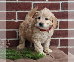 Goldendoodle-Poodle (Miniature) Mix Puppy for sale in LANCASTER, PA, USA