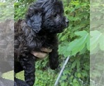 Image preview for Ad Listing. Nickname: Star