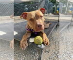 Small #4 American Staffordshire Terrier