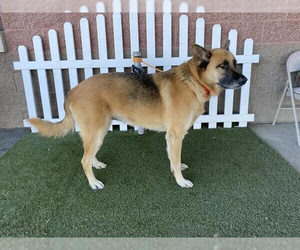 Medium Photo #1 German Shepherd Dog Puppy For Sale in Modesto, CA, USA