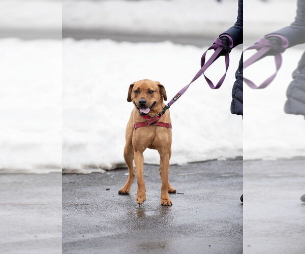 Medium Photo #7 Mutt Puppy For Sale in Elmsford, NY, USA