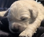 Small Photo #46 Golden Retriever Puppy For Sale in MODESTO, CA, USA