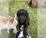 Small #2 Labradoodle