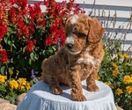 Small #3 Goldendoodle (Miniature)