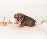 Small Photo #5 Bulldog Puppy For Sale in MURRIETA, CA, USA