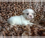 Small Photo #4 French Bulldog Puppy For Sale in CARTHAGE, TX, USA