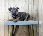 Small Norwegian Elkhound