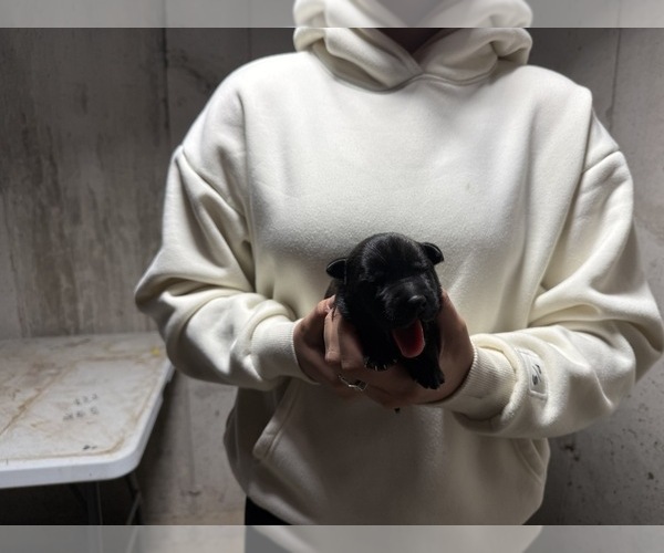 Medium Photo #1 Dutch Shepherd Dog Puppy For Sale in WATERTOWN, CT, USA
