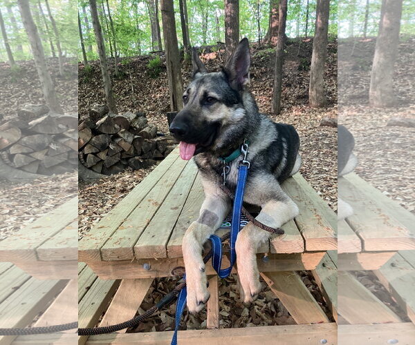 Medium Photo #7 German Shepherd Dog Puppy For Sale in Centreville, VA, USA