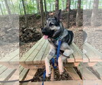 Small #6 German Shepherd Dog
