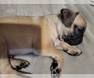 Pug Puppy for sale in ATWATER, CA, USA