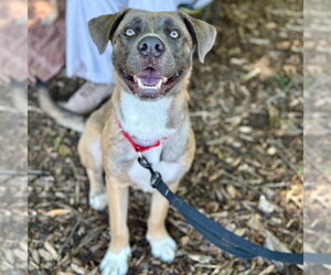 Thor - Male Black Mouth Cur-Labrador Retriever Mix Dog for Adoption - Photo #3
