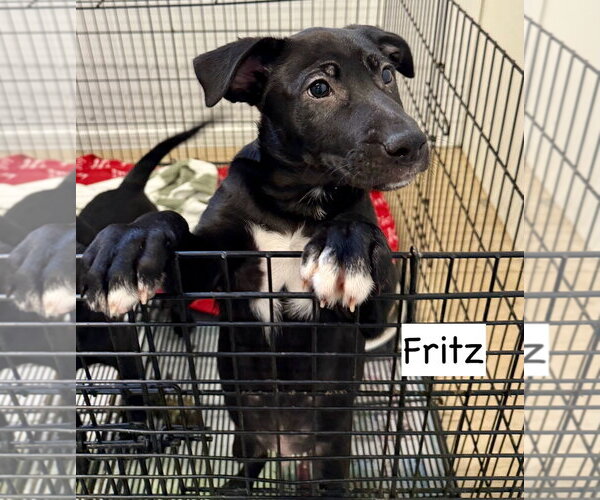 Medium Photo #5 Labrador Retriever-Unknown Mix Puppy For Sale in GILBERTS, IL, USA