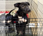 Small #4 Labrador Retriever Mix