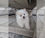 Small Photo #2 Pomeranian Puppy For Sale in CITRUS HEIGHTS, CA, USA