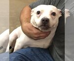 Small #3 American Staffordshire Terrier