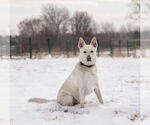Small #10 Mutt
