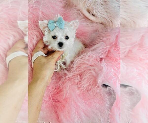 Medium Photo #1 Maltese Puppy For Sale in TAMPA, FL, USA