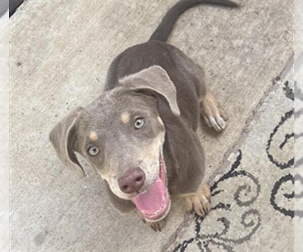 Medium Photo #1 Doberman Pinscher-Unknown Mix Puppy For Sale in San Antonio, TX, USA