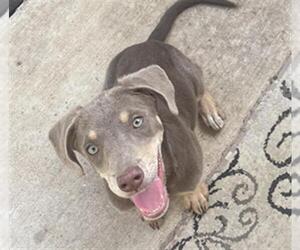 Doberman Pinscher-Unknown Mix Dogs for adoption in San Antonio, TX, USA