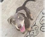 Small Doberman Pinscher Mix